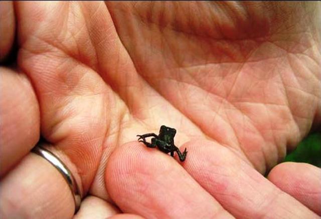 Tiny Frog