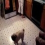 Pug and Blender Test