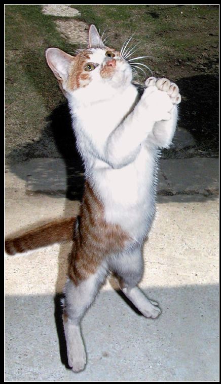 Praying Cat